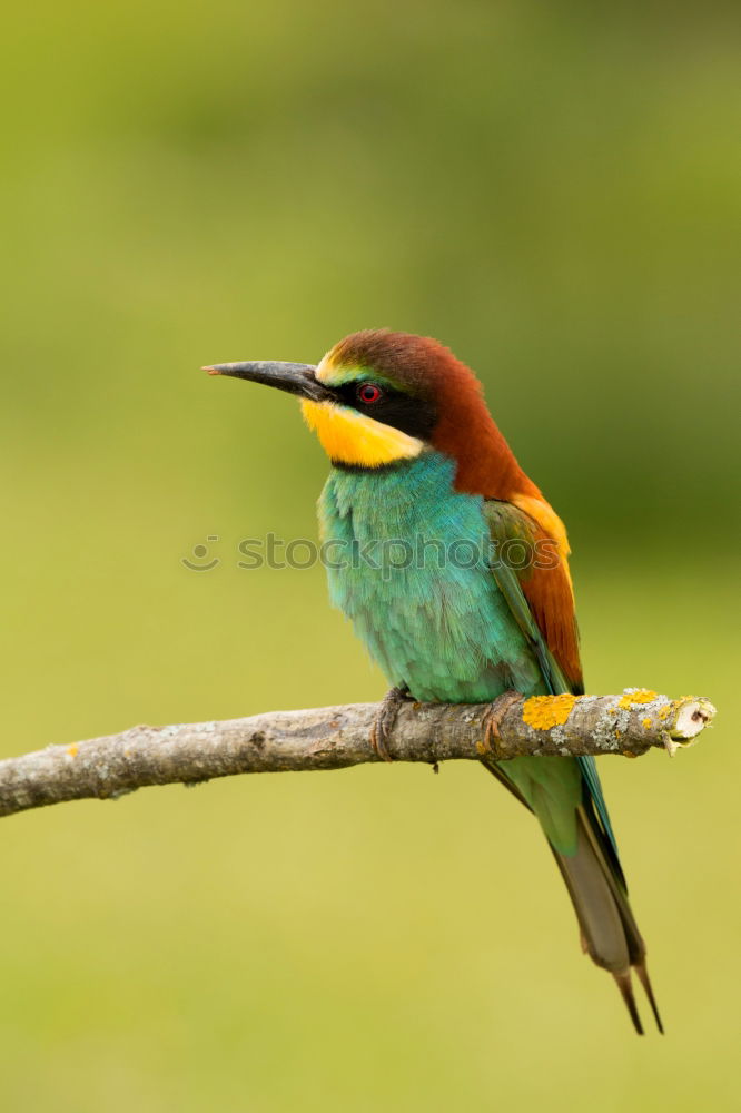 Similar – Image, Stock Photo Small bird perched on a branch with a nice plumage