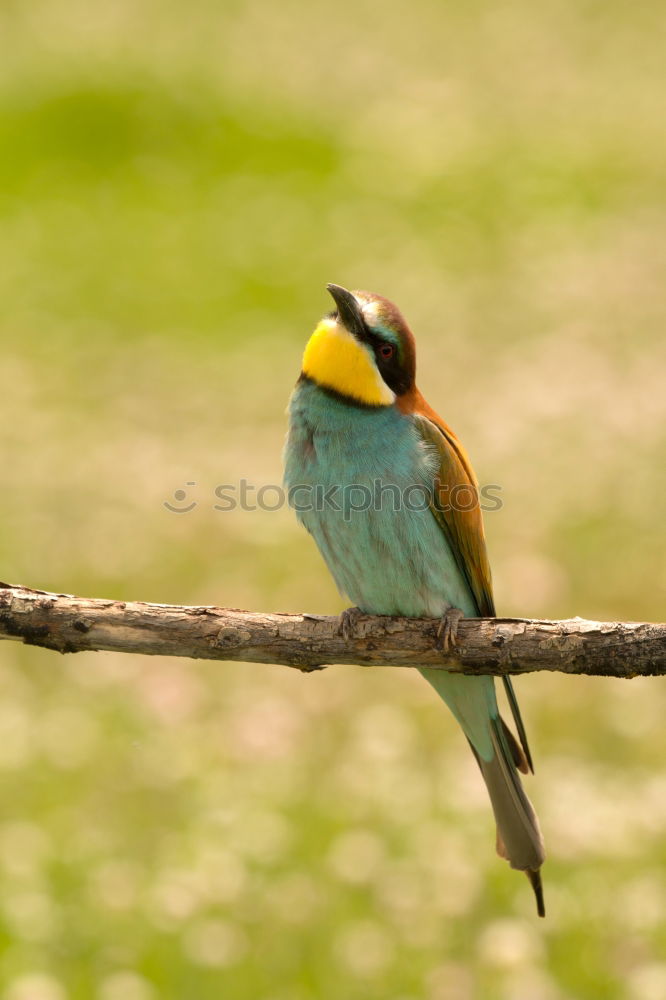 Similar – Image, Stock Photo Small bird perched on a branch with a nice plumage