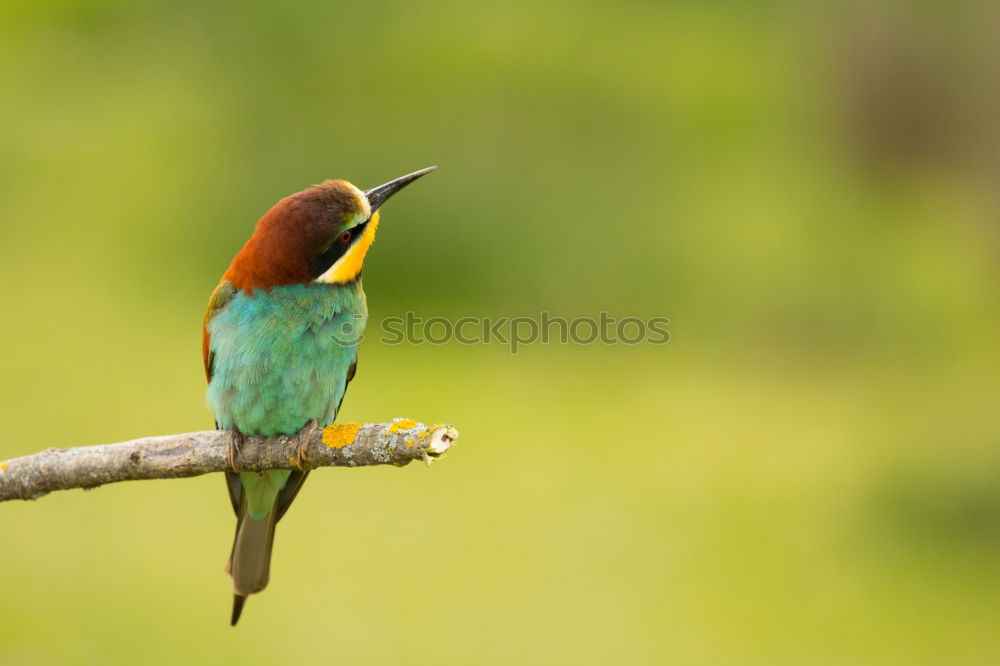 Similar – Image, Stock Photo Wonderful green bird on wood