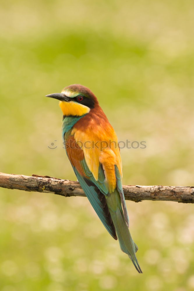 Similar – Small bird with a nice plumage