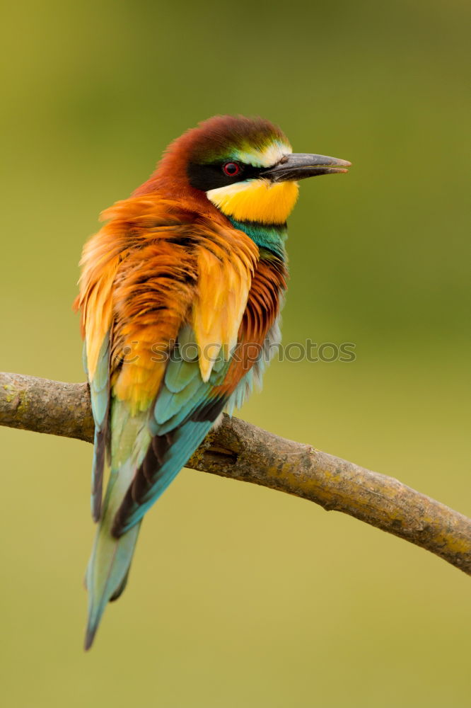 Similar – Image, Stock Photo Great Spotted Woodpecker