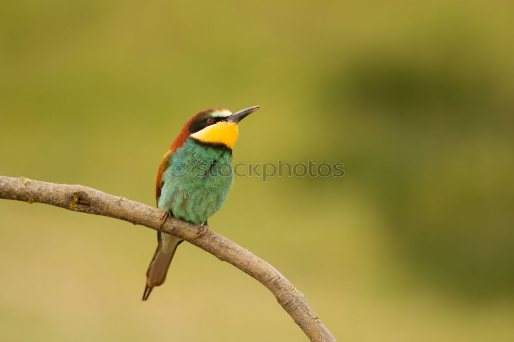 Similar – Image, Stock Photo Small bird perched on a branch with a nice plumage