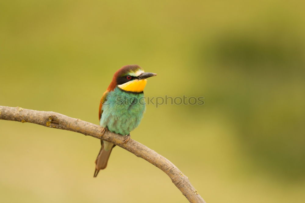 Similar – Image, Stock Photo Small bird perched on a branch with a nice plumage