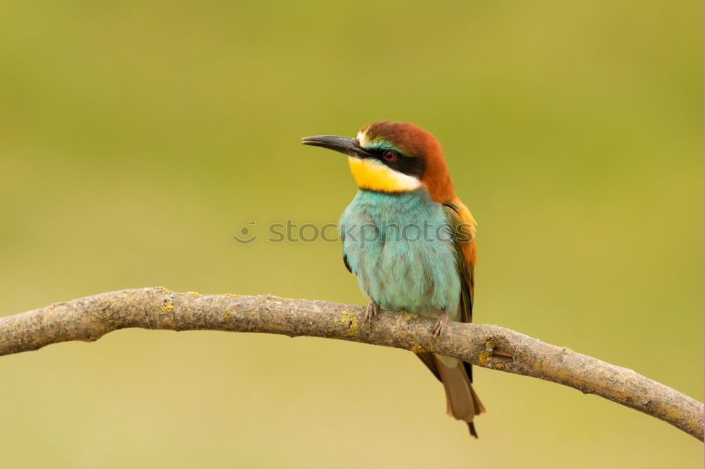 Similar – Image, Stock Photo Small bird perched on a branch with a nice plumage