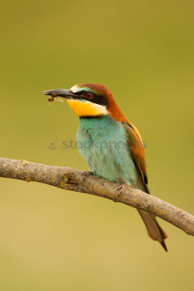 Similar – Image, Stock Photo Wonderful green bird on wood