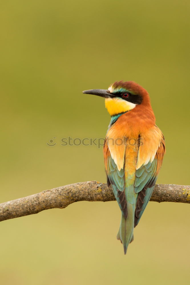 Similar – Image, Stock Photo Portrait of a colorful bird