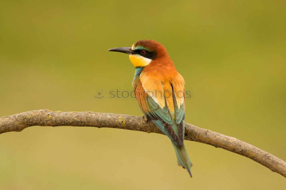 Similar – Small bird with a nice plumage