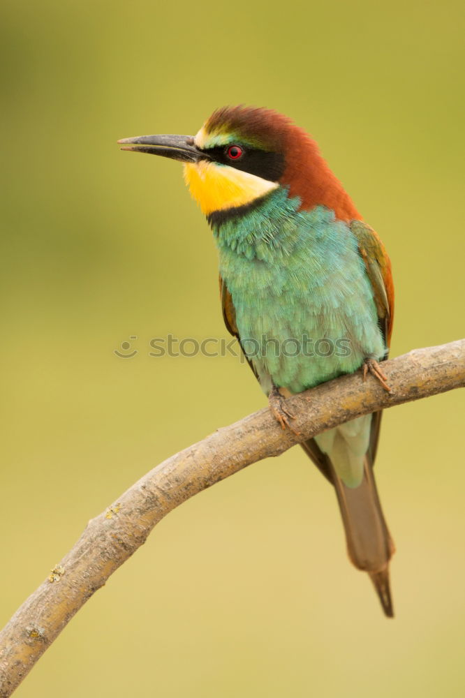 Image, Stock Photo Small bird perched on a branch with a nice plumage