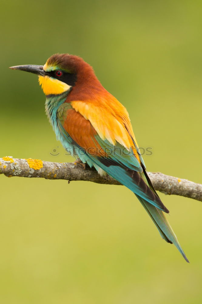 Similar – Image, Stock Photo Portrait of a colorful bird