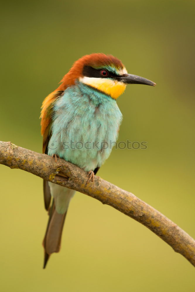 Similar – Image, Stock Photo Portrait of a colorful bird