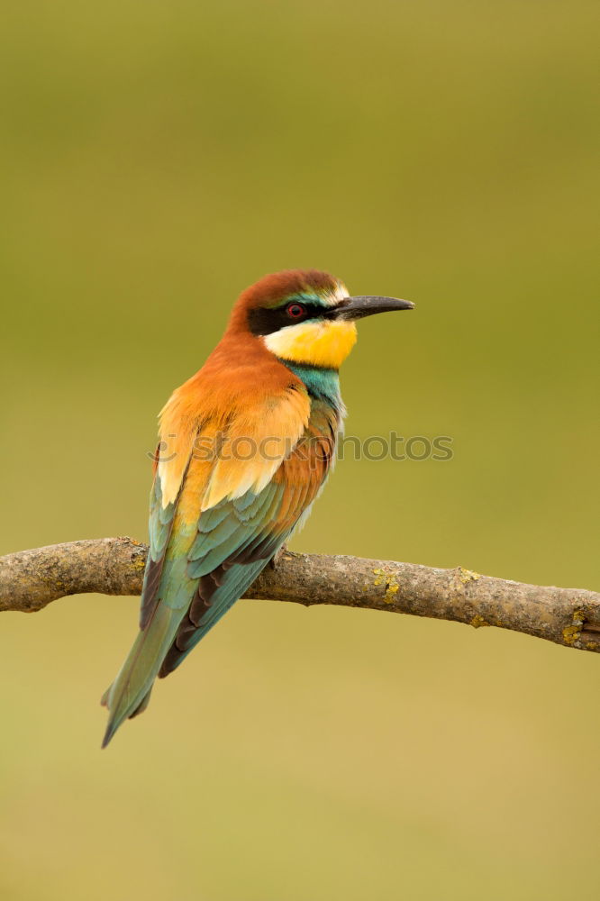 Similar – Image, Stock Photo Portrait of a colorful bird