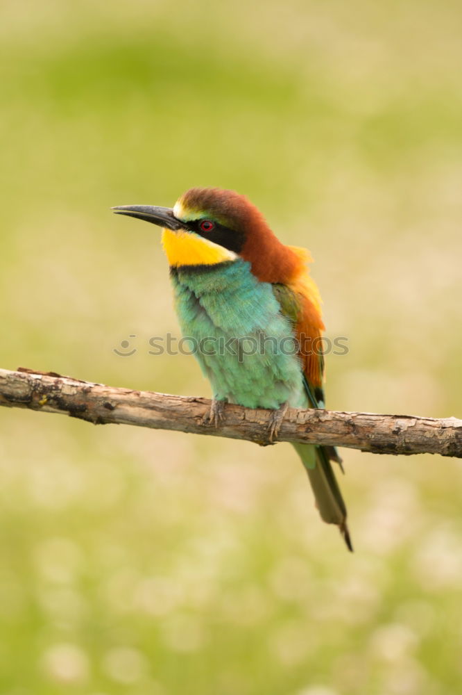 Similar – Image, Stock Photo Small bird perched on a branch with a nice plumage