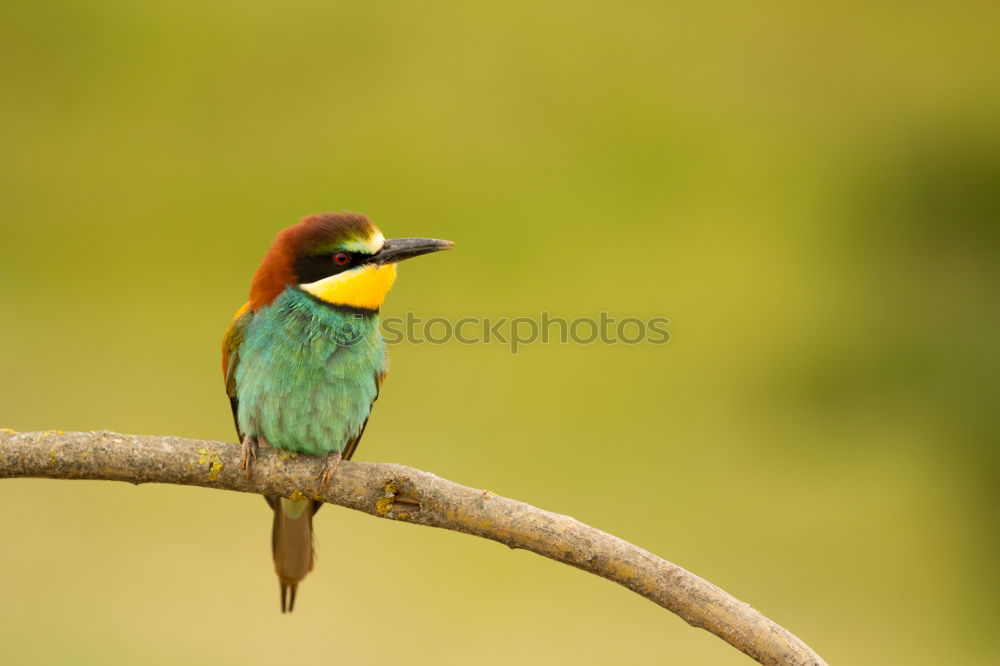 Similar – Image, Stock Photo Small bird perched on a branch with a nice plumage