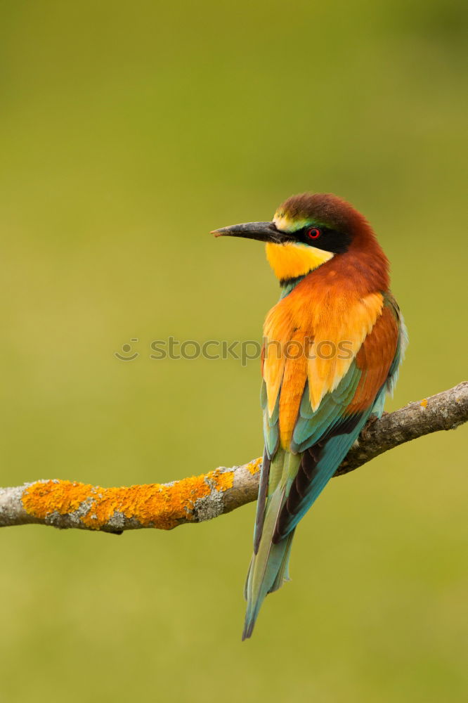 Similar – Image, Stock Photo Small bird with a nice plumage