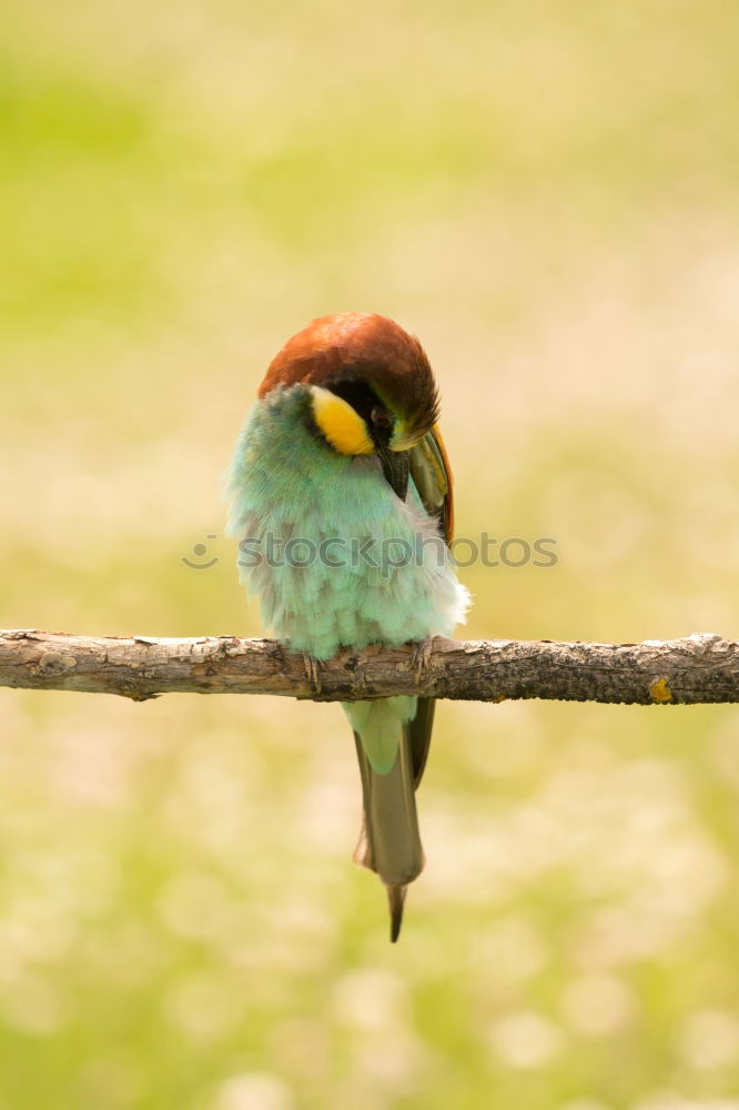 Similar – Image, Stock Photo Small bird perched on a branch with a nice plumage