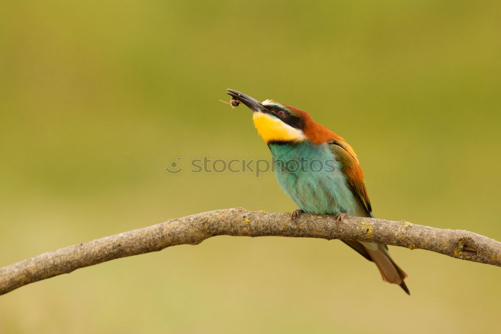 Similar – Image, Stock Photo Wonderful bright bird near stones