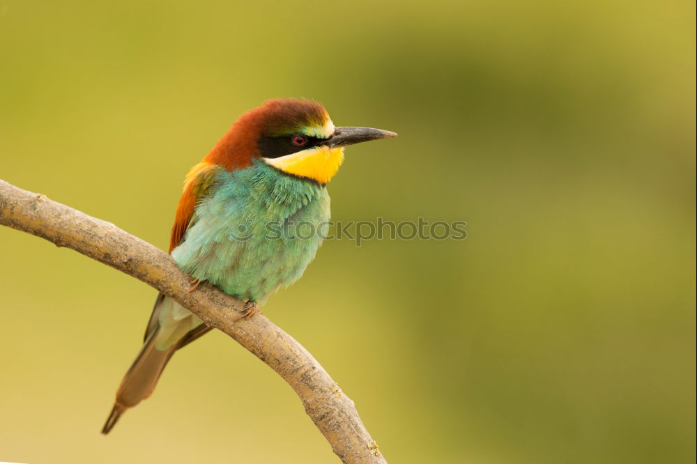 Similar – Image, Stock Photo Small bird perched on a branch with a nice plumage