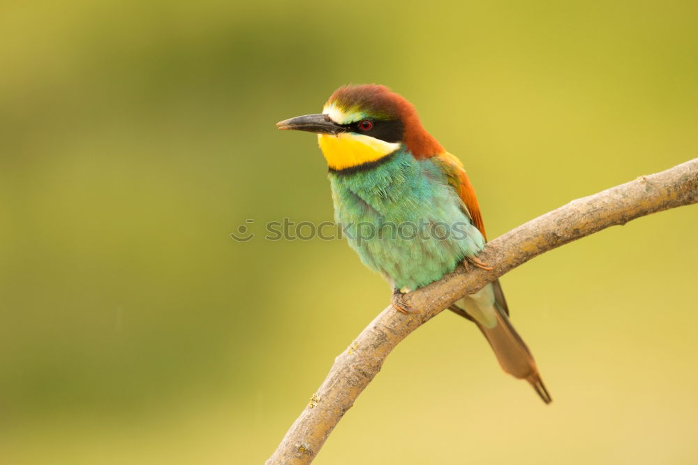 Similar – Image, Stock Photo Small bird perched on a branch with a nice plumage