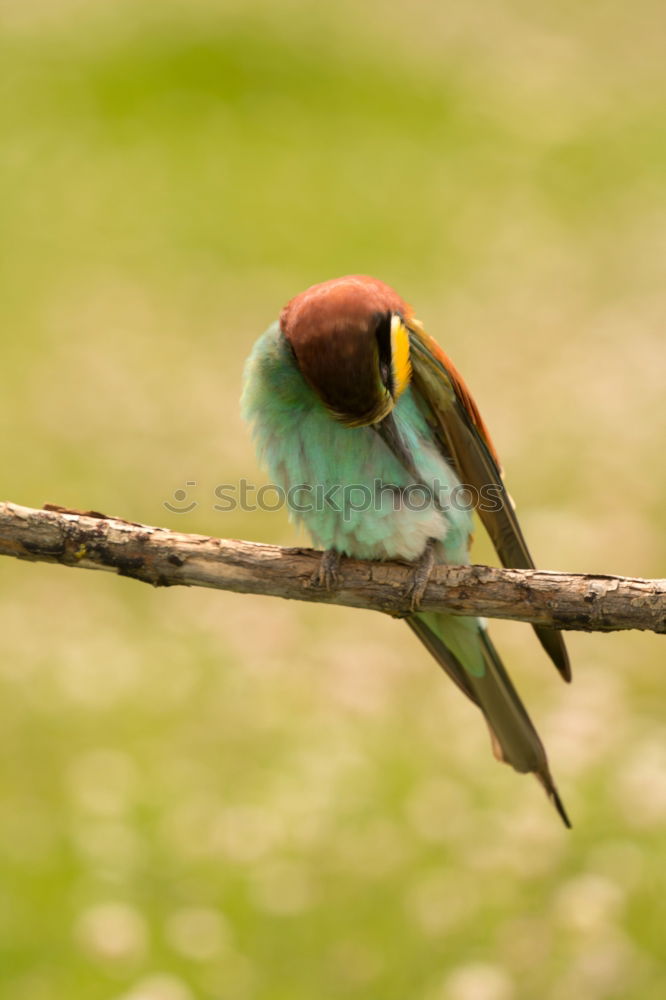 Similar – Image, Stock Photo Small bird perched on a branch with a nice plumage