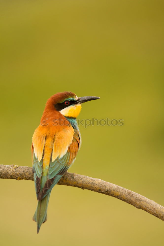 Similar – Small bird with a nice plumage