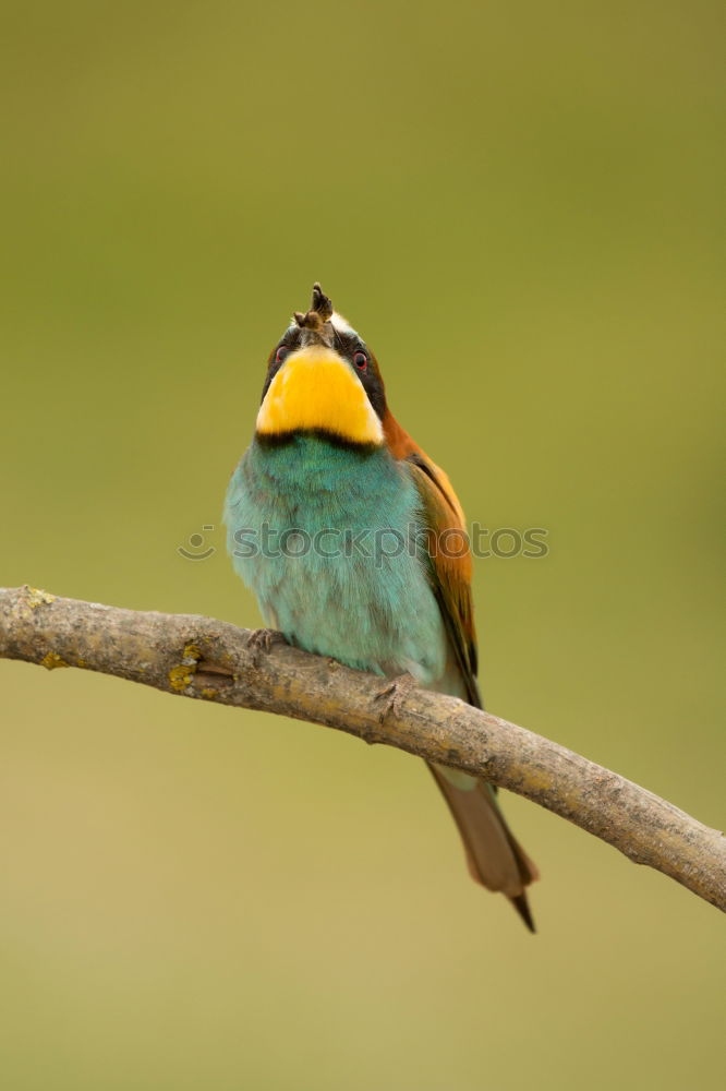 Image, Stock Photo Small bird perched on a branch with a nice plumage