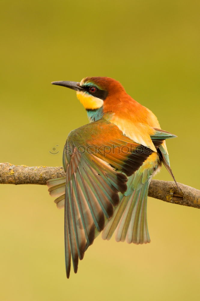 Similar – Small bird with a nice plumage