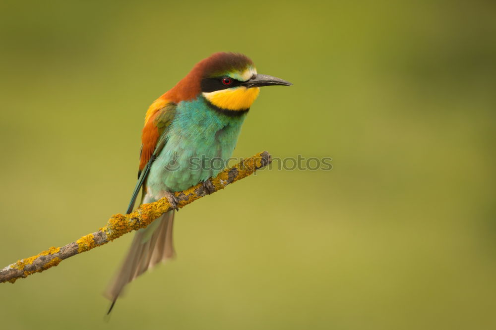 Similar – Image, Stock Photo Small bird perched on a branch with a nice plumage