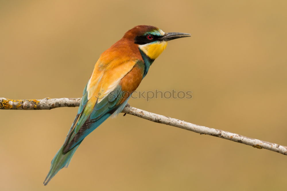 Similar – Image, Stock Photo Wonderful bright bird near stones