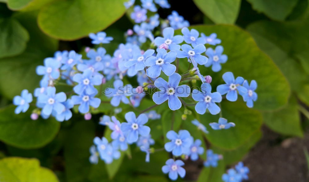 Similar – Blue miracle Flower Spring