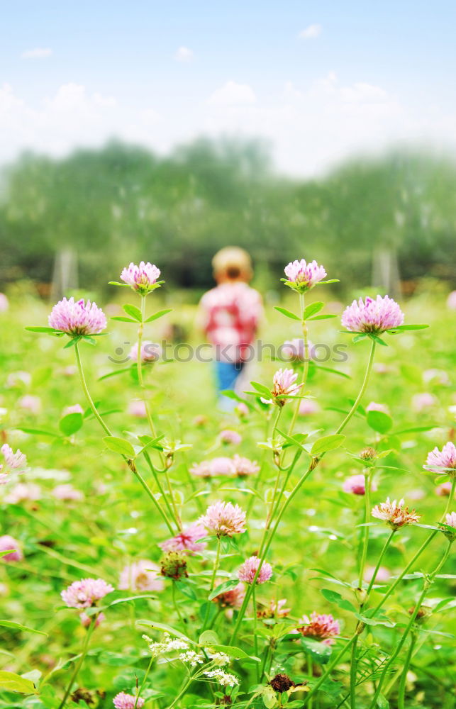 Similar – In the poppy field