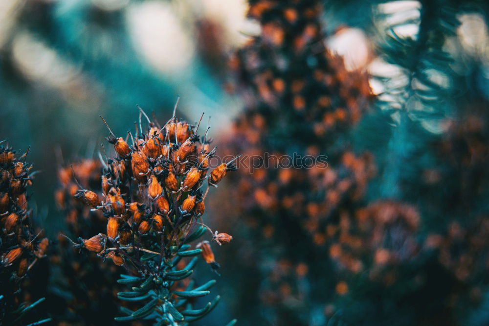 Similar – Image, Stock Photo Red, prickly blossom in front of a blue sky