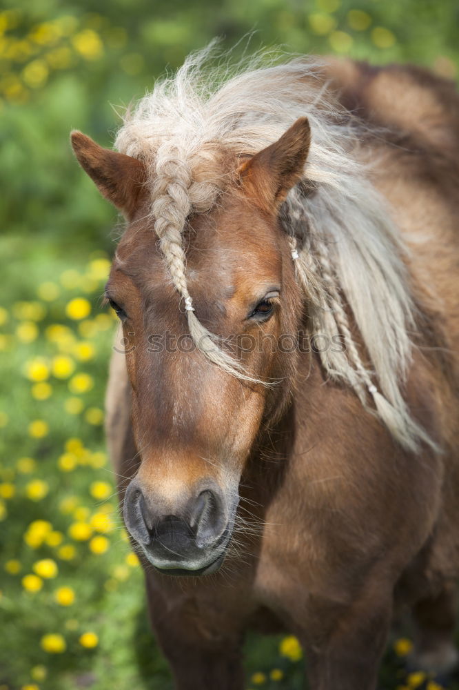 Similar – Image, Stock Photo brown foal standing on meadow