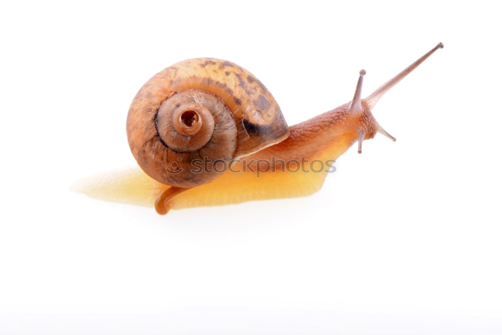 Similar – A yellow-brown snail on a stem with neutral background