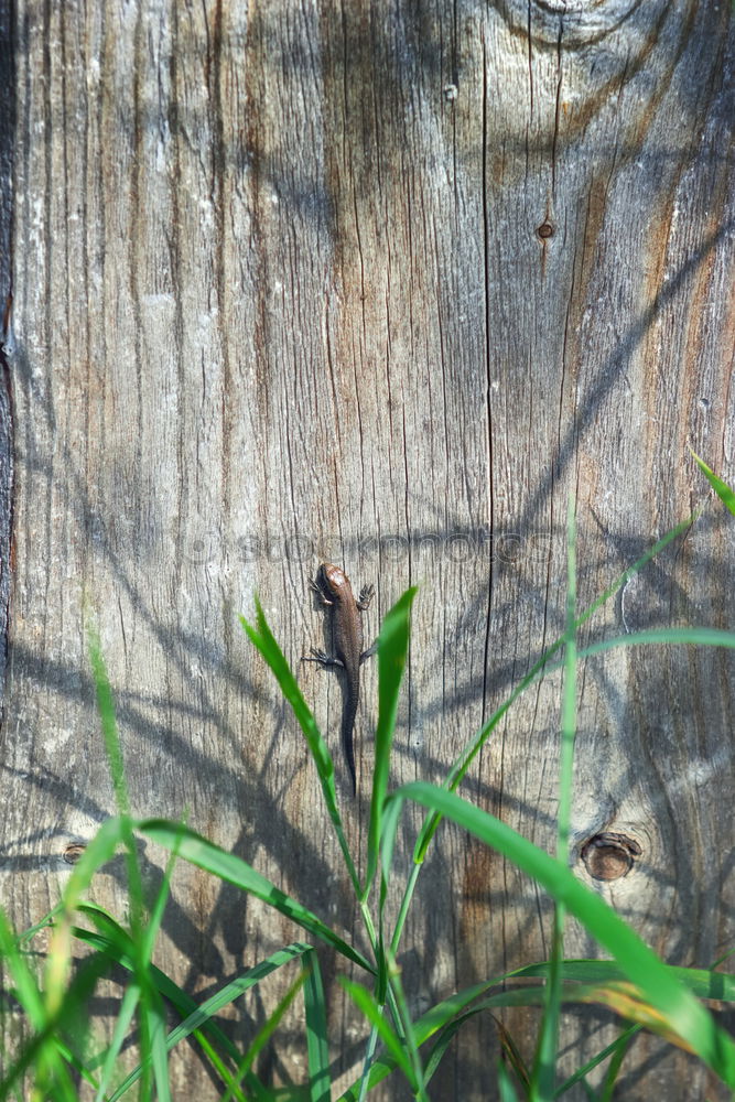 Image, Stock Photo Curious domestic cat walking on a wooden fence in the backyard