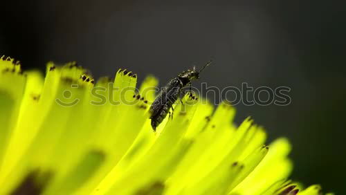 Similar – Dandelion with insects