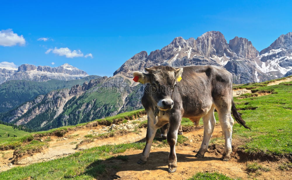 Similar – Image, Stock Photo Cows in the Lechtal Alps