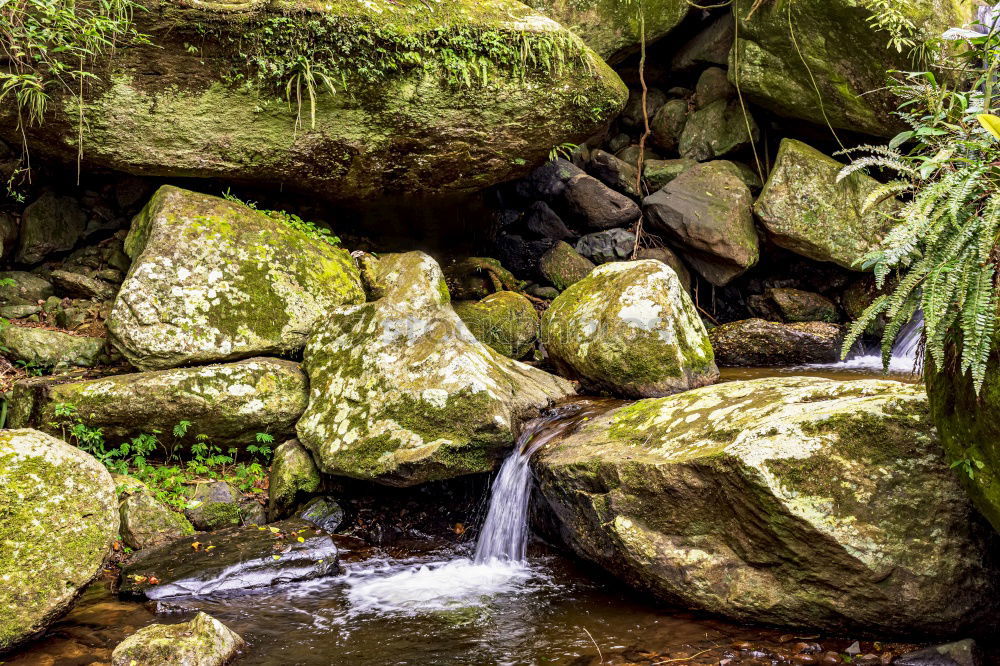 Similar – Image, Stock Photo Small stream in New Zealand’s rainforests II