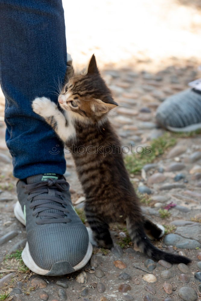 Foto Bild katzen und kinder .. Kind