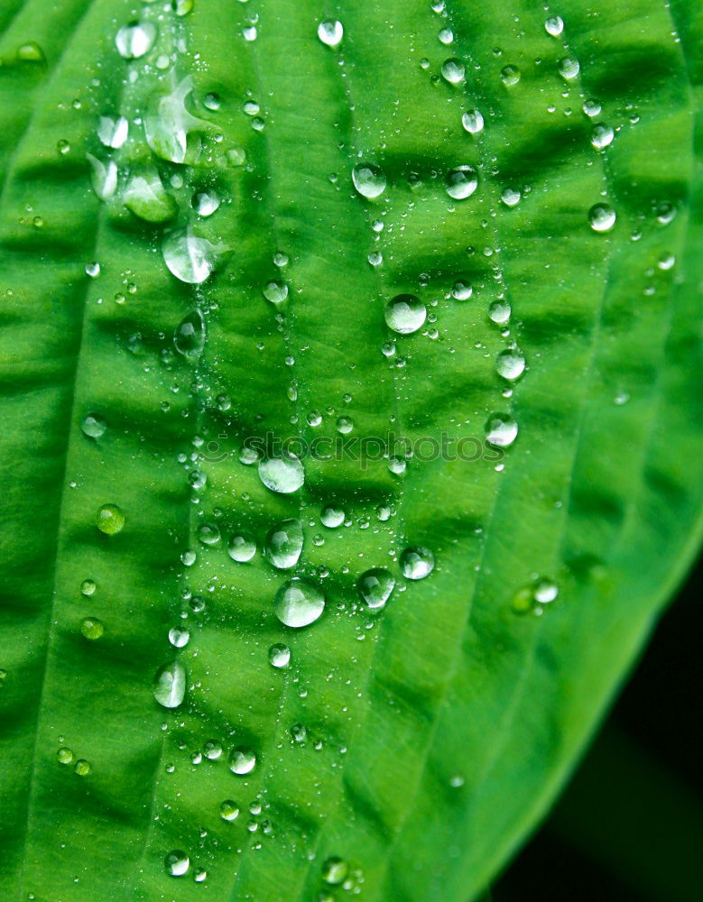 raindrops II Rain Leaf