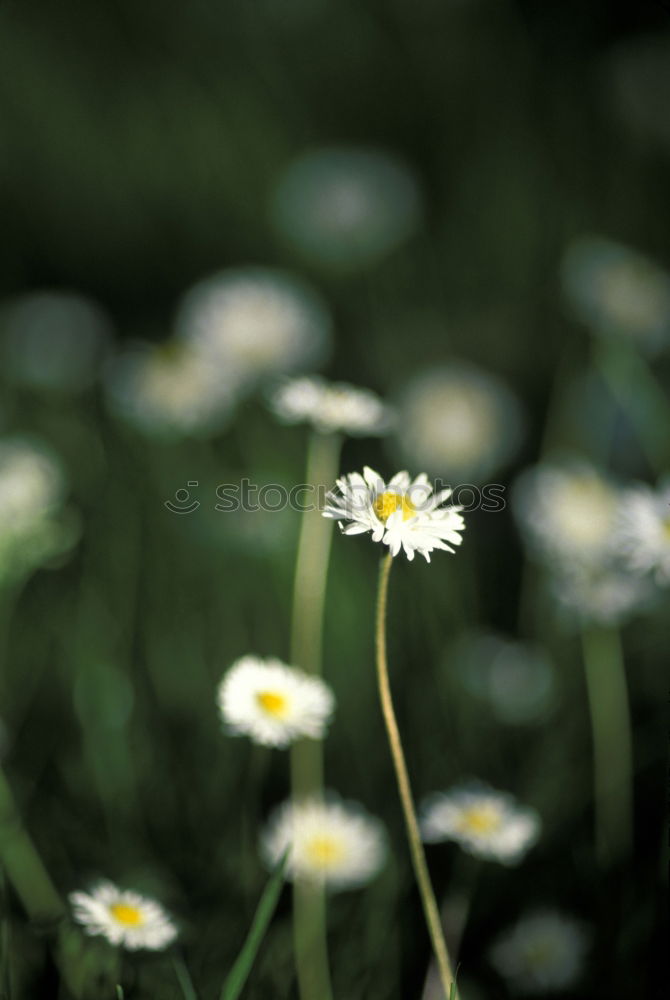 Similar – Image, Stock Photo everyone’s flower Plant