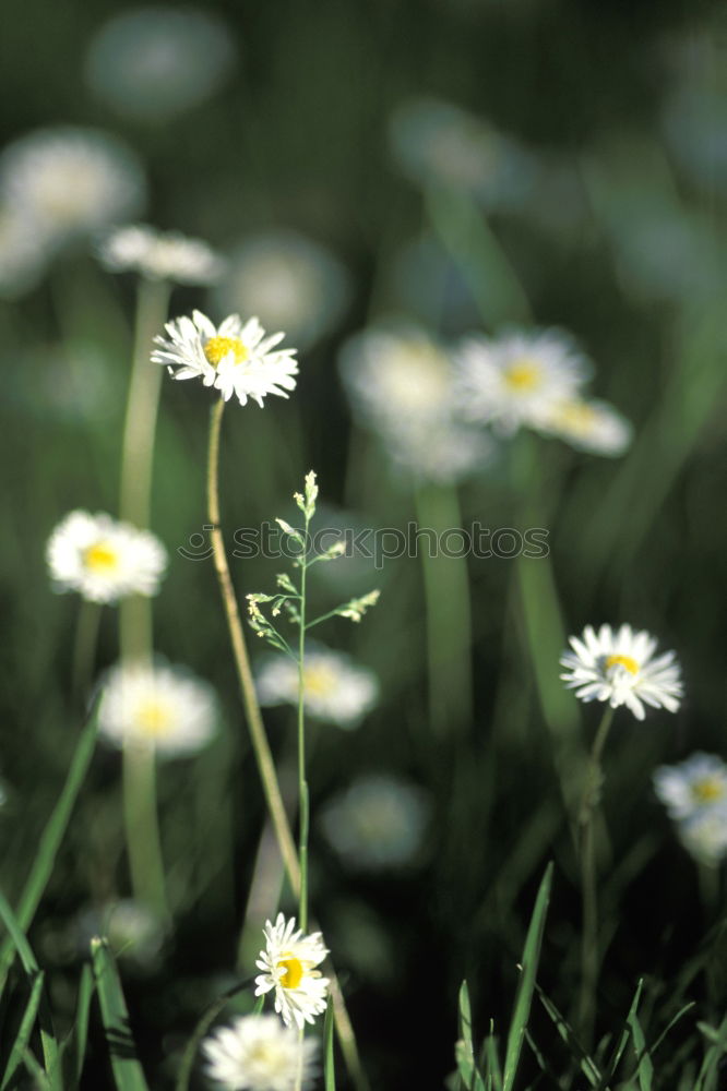 Similar – Nahaufnahme von Gänseblümchen in der Wiese