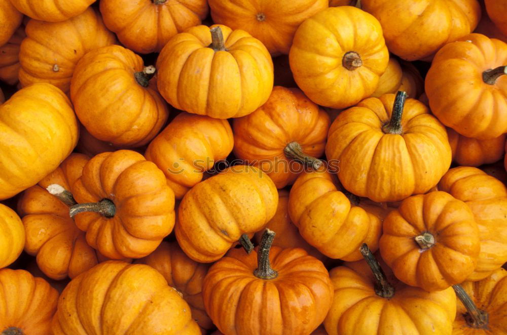 Similar – Image, Stock Photo pumpkin Colour photo Light