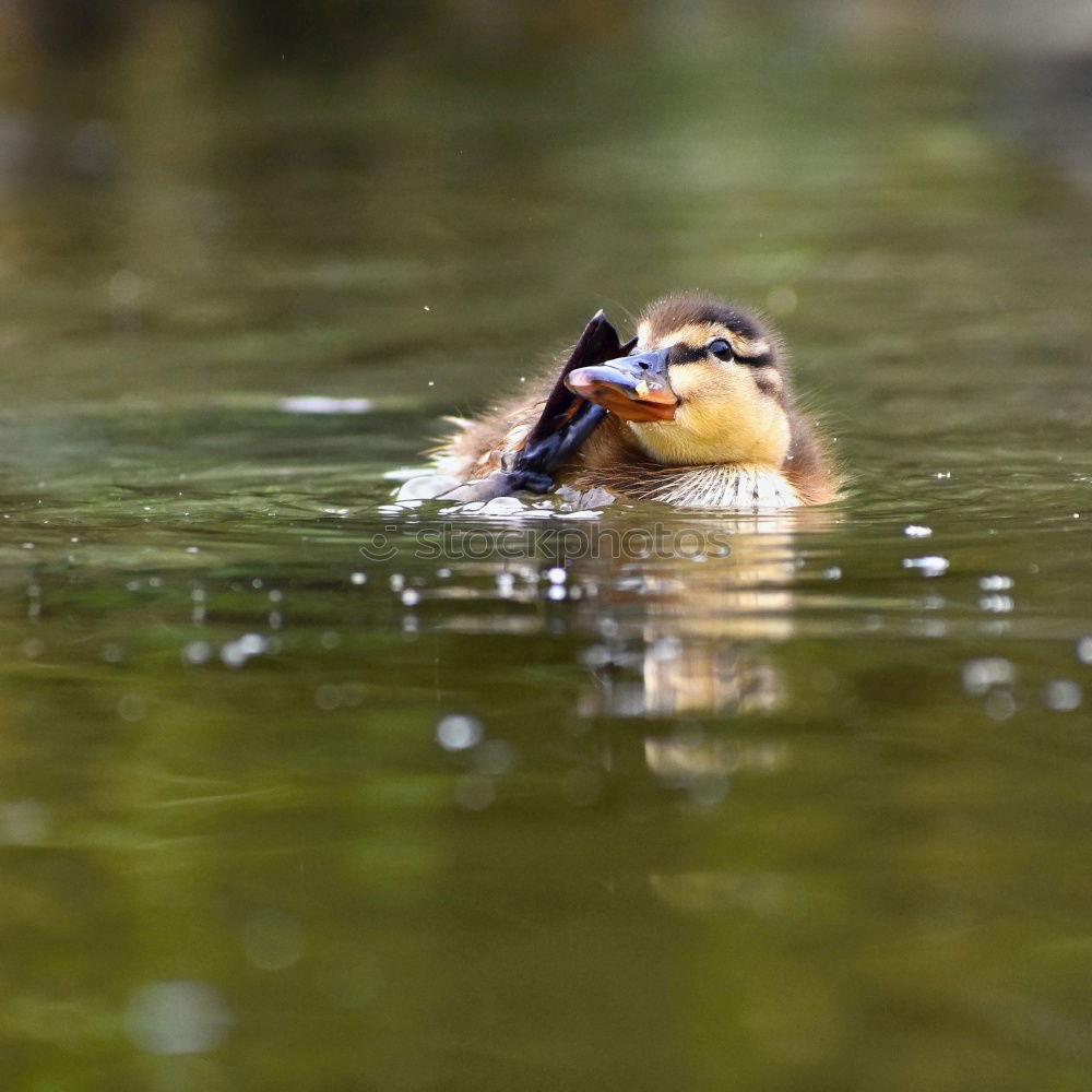 Similar – Image, Stock Photo conductor Nature Animal