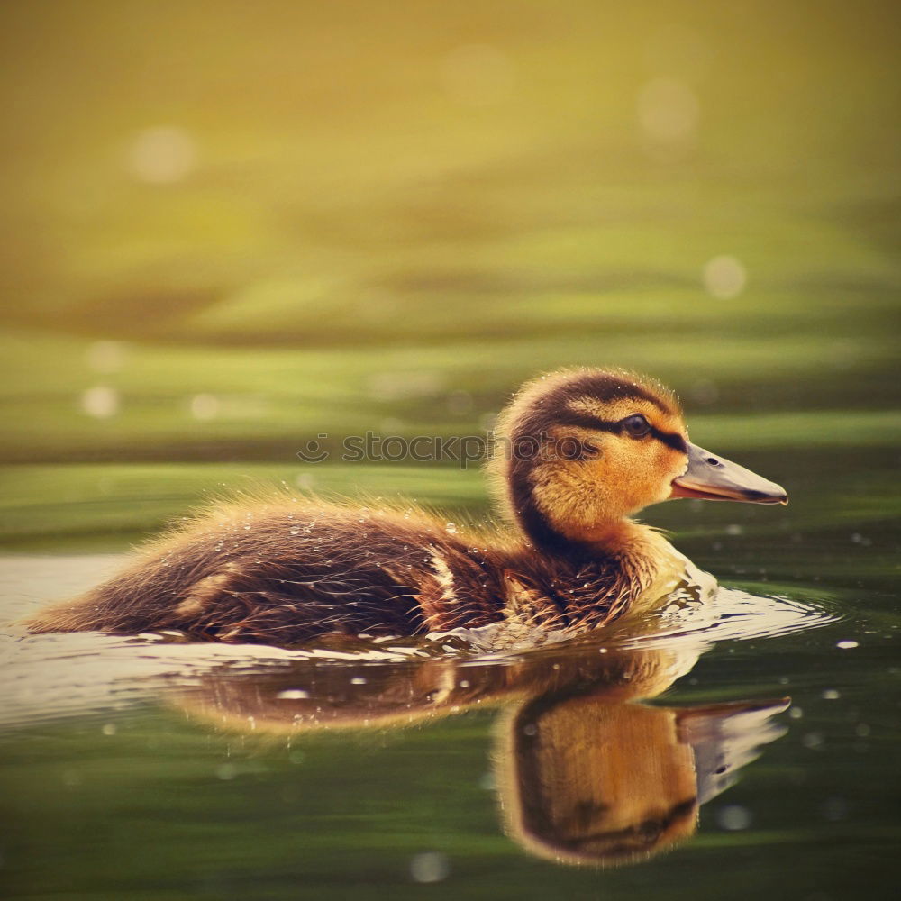 Similar – Image, Stock Photo little fluffy gosling running through the grass at the lakeside