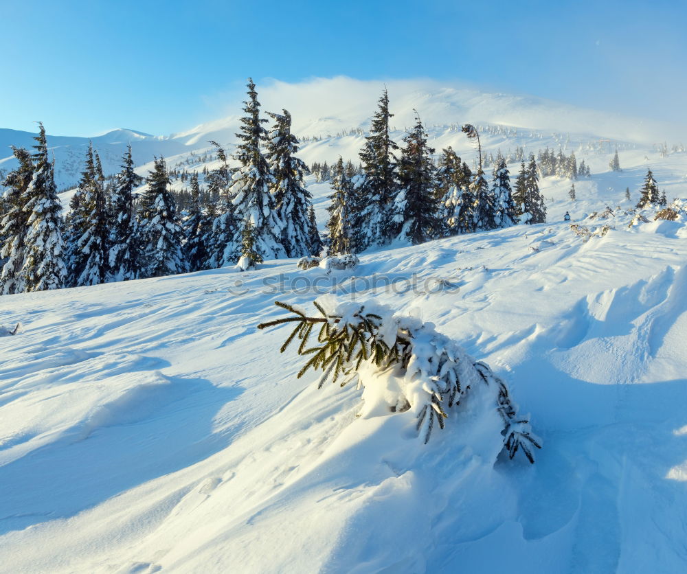 Similar – Image, Stock Photo Snowy landscape with low sun level