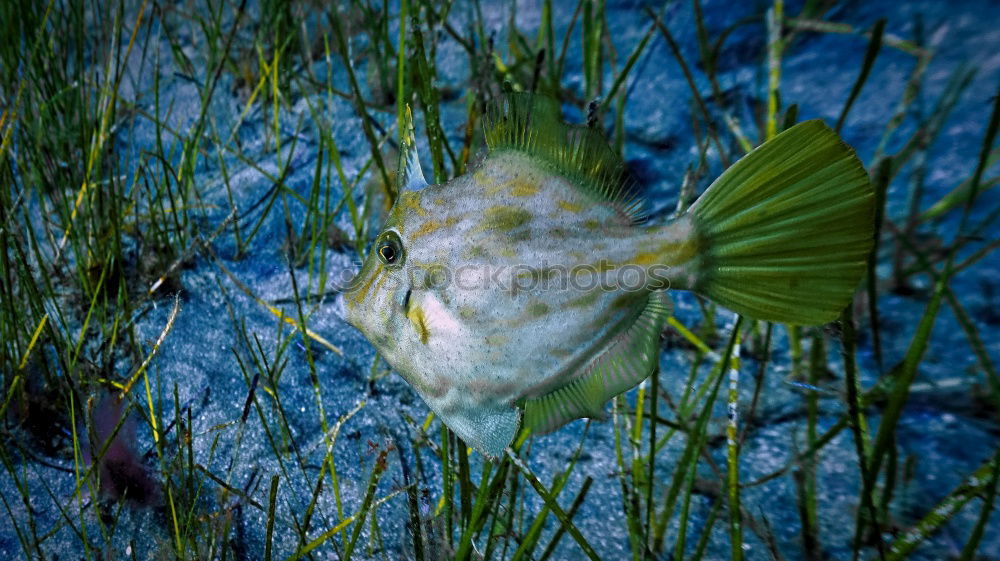 Similar – The Seahorse Animal Algae