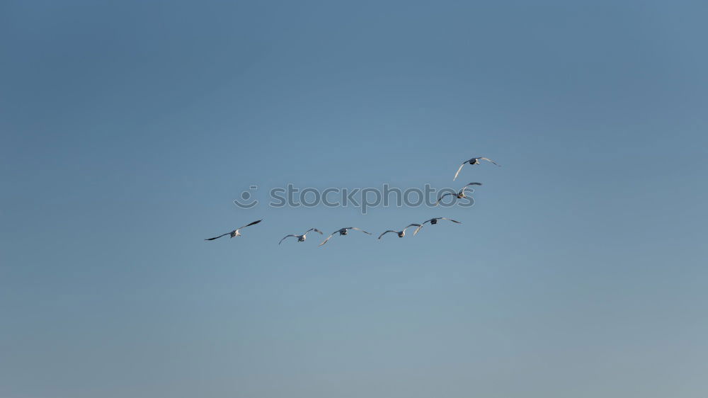 Similar – Image, Stock Photo Iceland Environment Nature