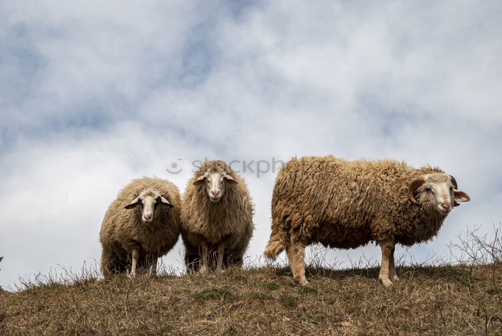 Similar – Image, Stock Photo Lister sheep Beach Ocean