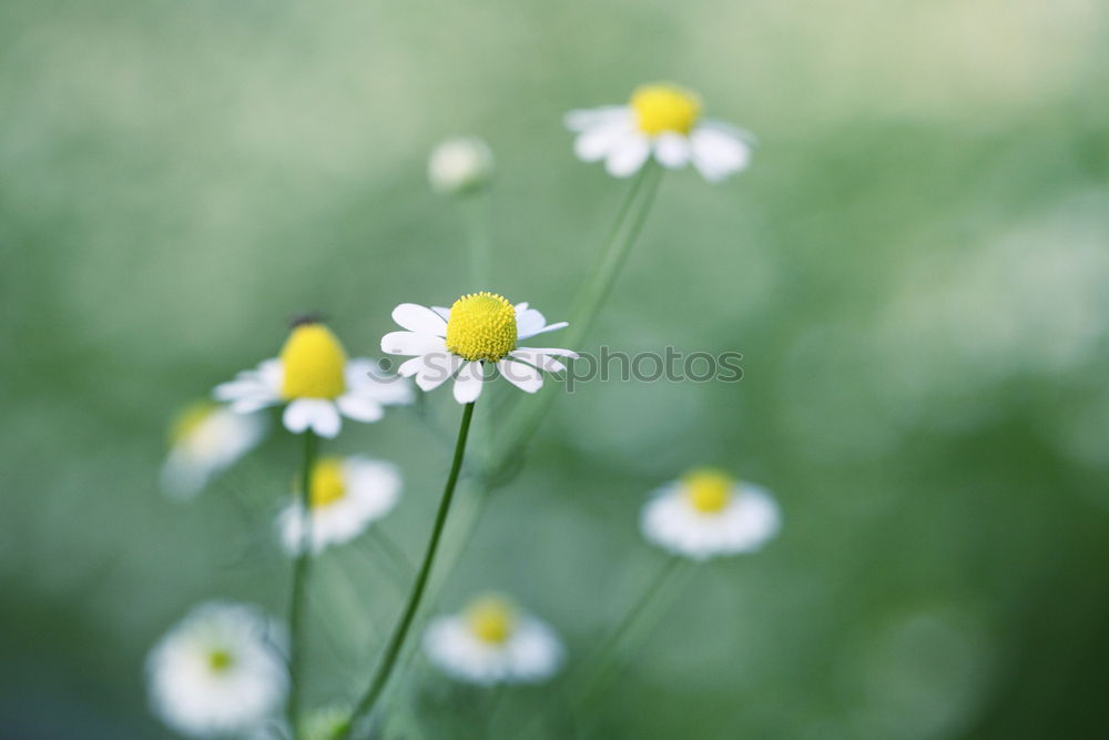 Similar – Image, Stock Photo camomile bush Fragrance