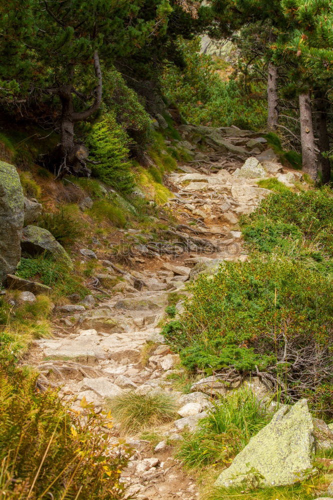 Similar – Image, Stock Photo Who Let The Dogs Out | Running Up That Hill